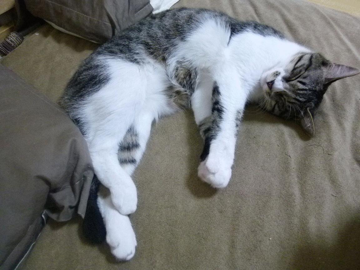 国王主场座椅调整为舒适型提升观赛体验,国王的座位