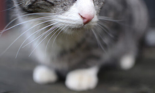 奥康纳的经验与稳健,成袋鼠队关键时刻的领导者,josh 奥康纳