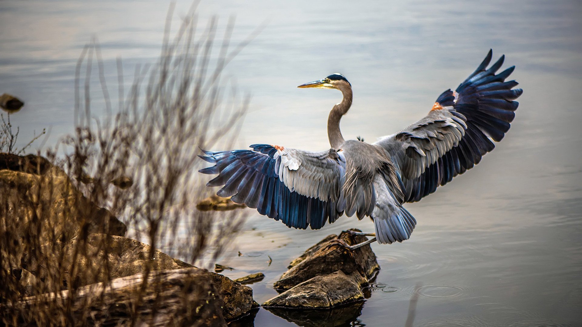 leyu乐鱼官网登录入口-字母哥统治篮下雄鹿再获大胜，字母哥和雄鹿签约了吗