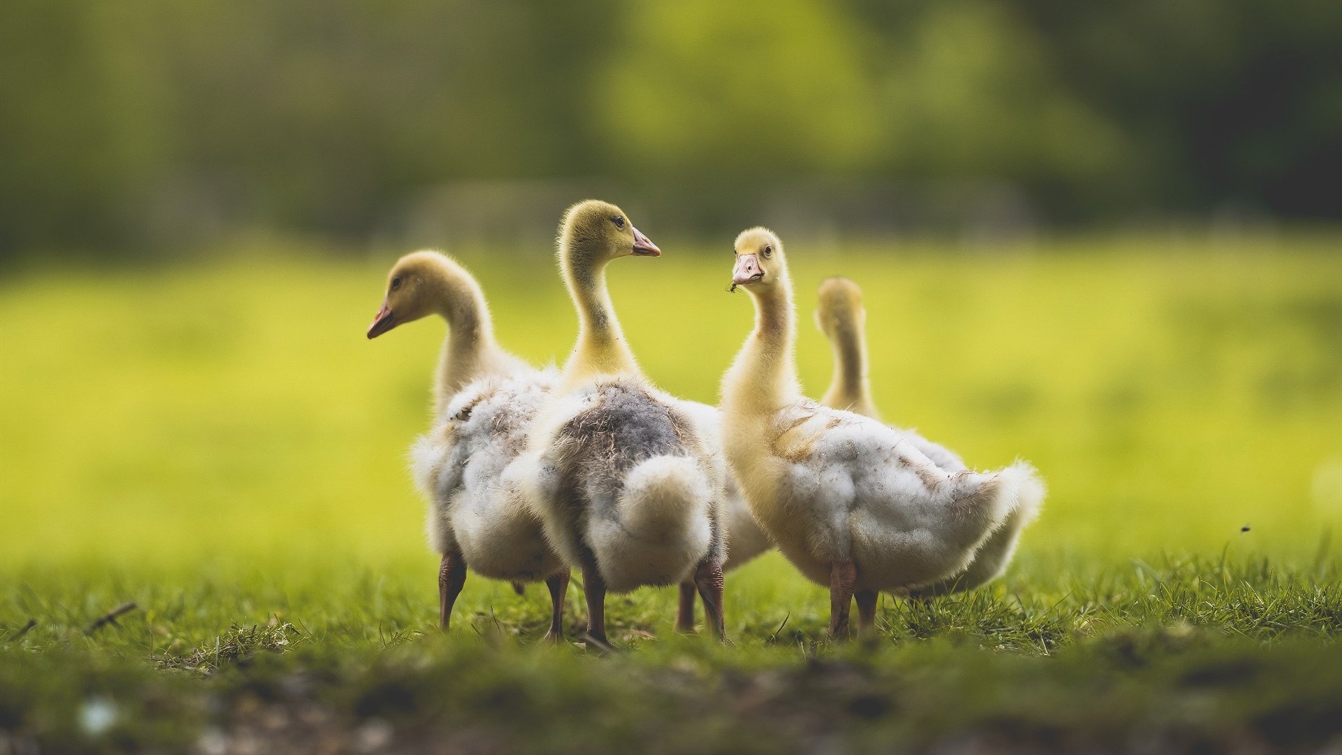 曼联逆转战胜切尔西,积分榜逼近榜首