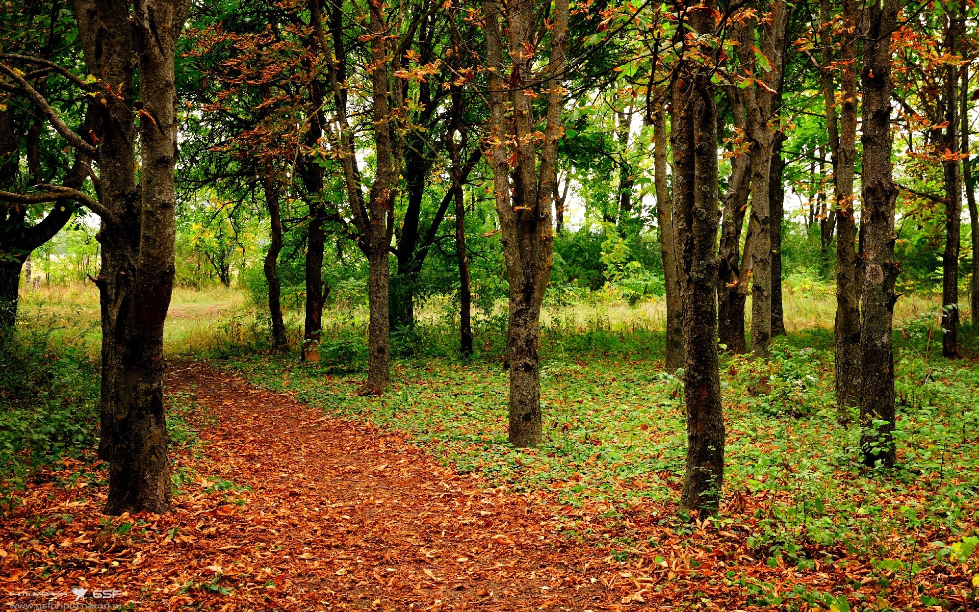 水球淘汰战奥地利展现韧性,水球 奥运会