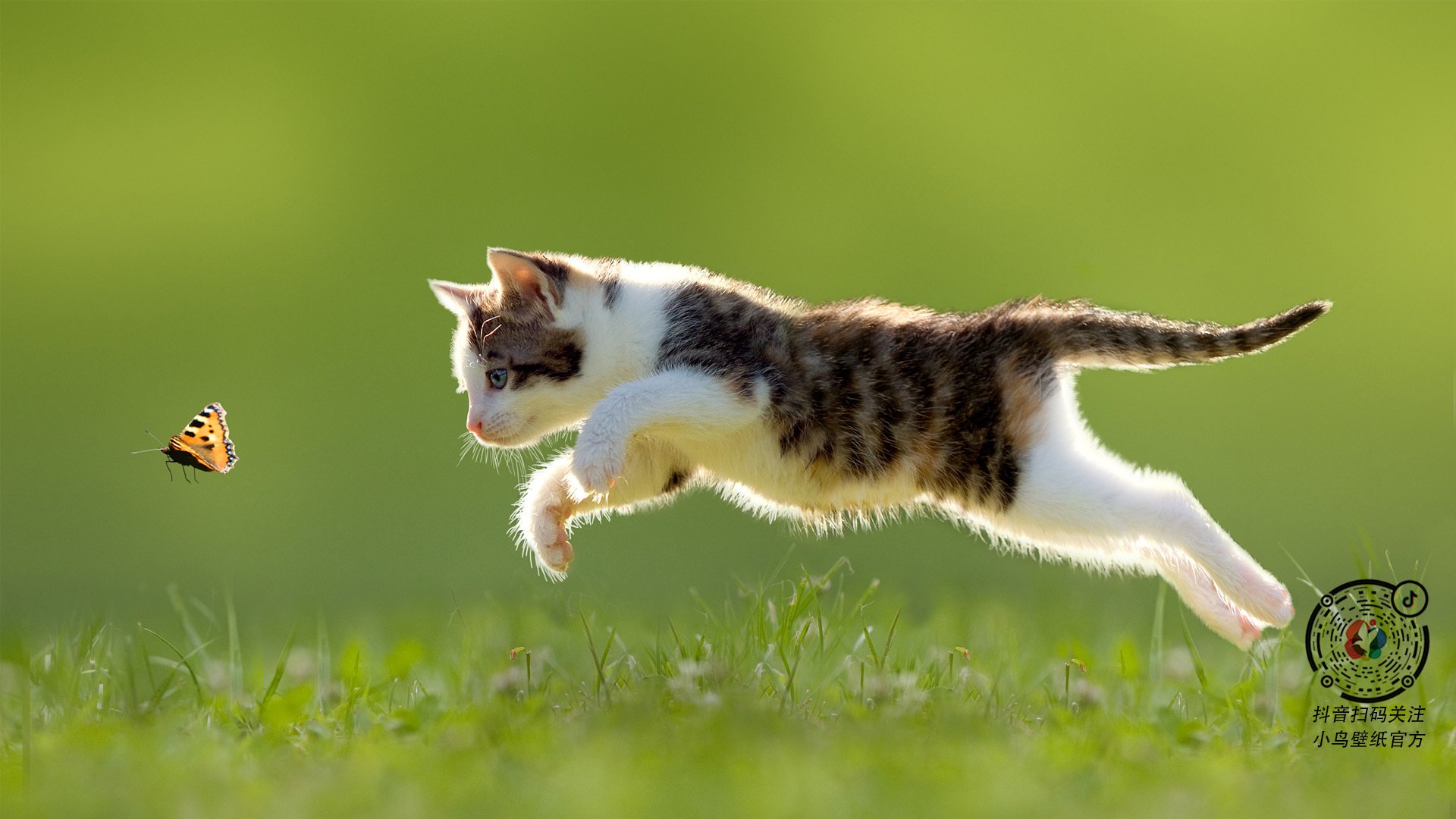 美洲杯明星巡演：技能绝活震撼全场！，美洲杯谁出线了