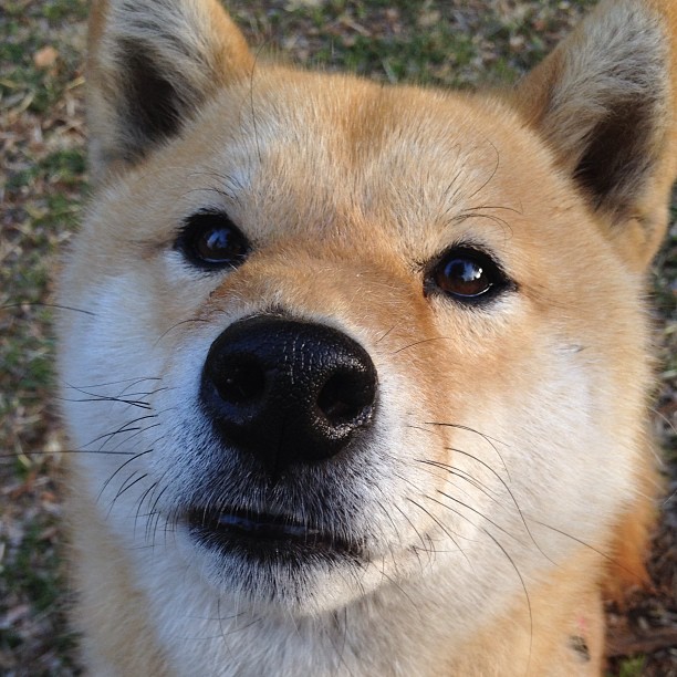 乐鱼体育平台官网-美洲篮协杯，巴西队和阿根廷队展开激烈角逐，冠军争夺一触即发