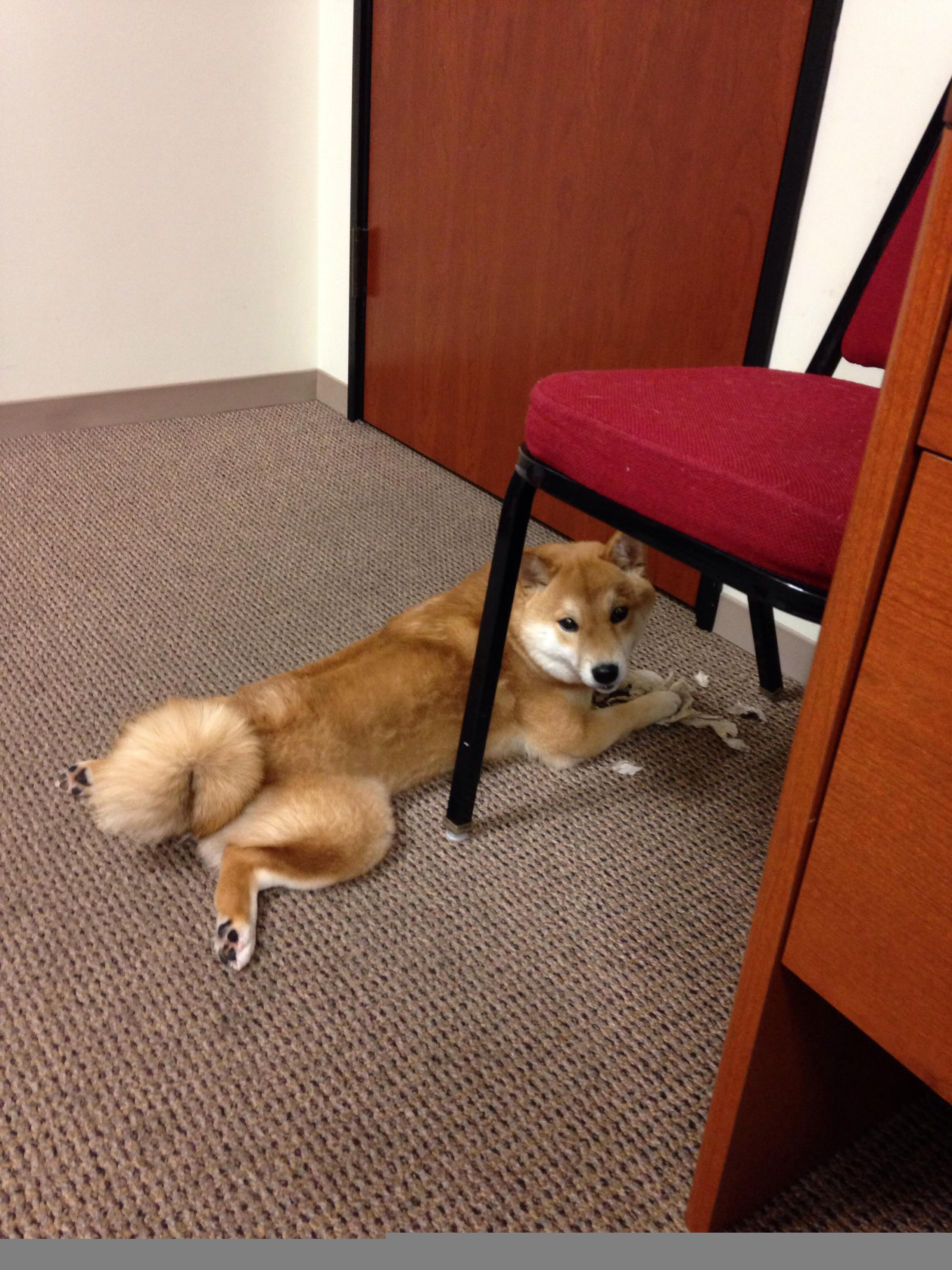 乐鱼体育-荷兰队在欧洲预赛中继续保持优异表现